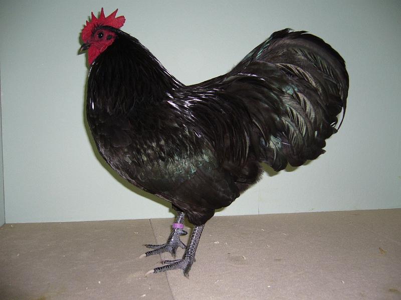 Muenster 2008 646.jpg - Zwerg Australorps schwarz von Katharina Adick Preis HV96 KVE